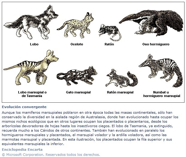 EvolConvergente2.jpg