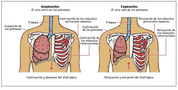 Imagen enviada